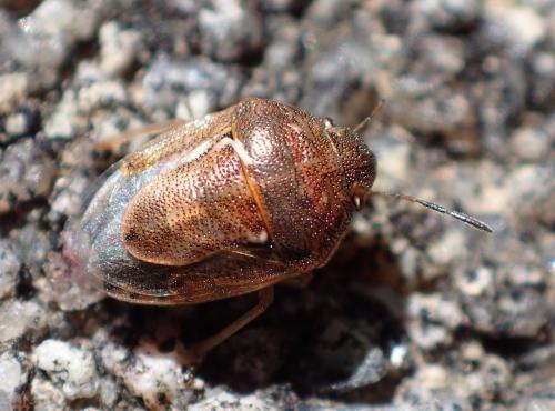Réf. 238 674 : Neottiglossa leporina